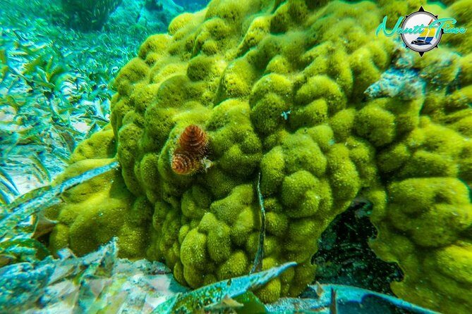 All inclusive Snorkeling at Hol Chan - Detailed Breakdown of the Itinerary