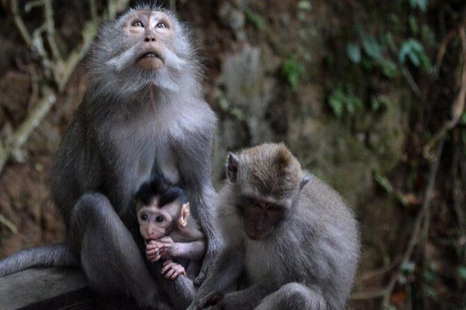 All-Inclusive Ubud Private Tour - A Closer Look at the Ubud Private Tour