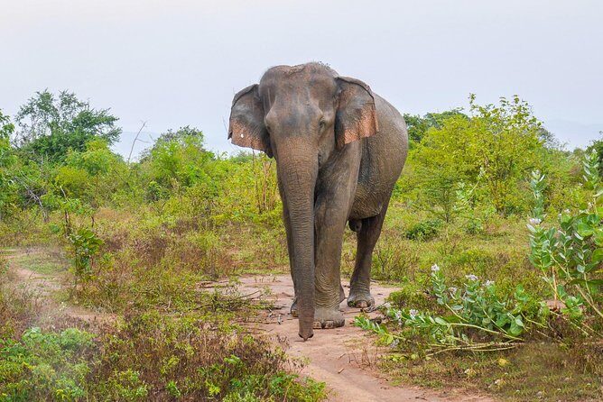 All Inclusive Udawalawa National Park Day Tour From Negombo - An Authentic Day in Udawalawe National Park: A Practical Review