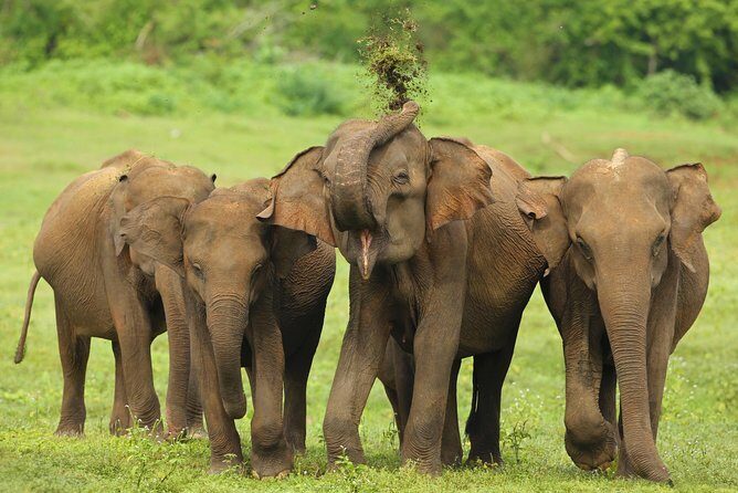 All Inclusive Udawalawa National Park Day Tour From Negombo - Key Points