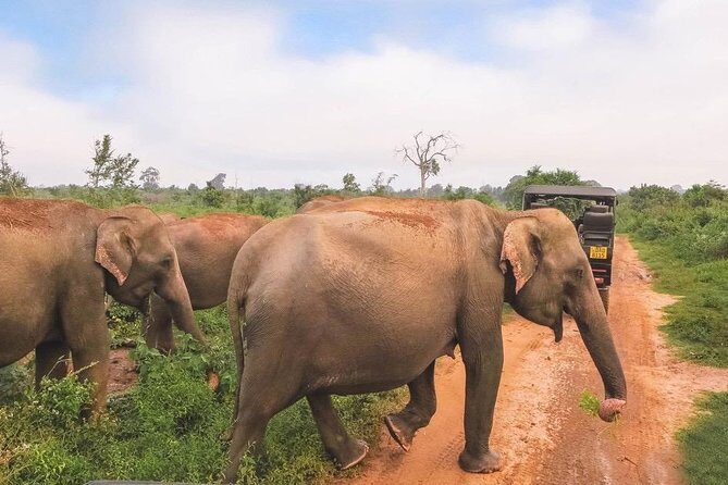 All Inclusive Udawalawa National Park Day Tour From Negombo - Who Will Love This Tour?
