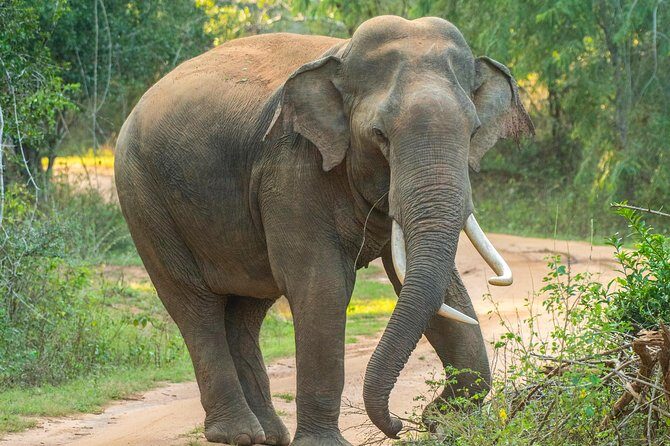 All Inclusive Udawalawa National Park Day Tour From Negombo - Final Thoughts: Why Choose This Tour?