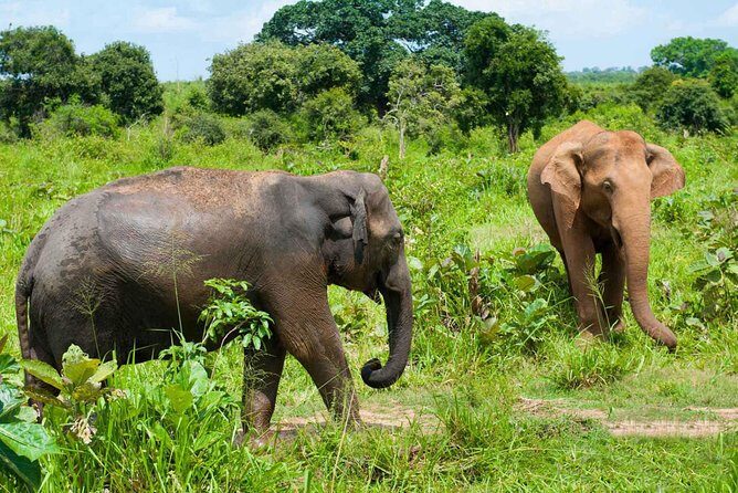 All Inclusive Udawalawa National Park Day Tour From Negombo - Frequently Asked Questions