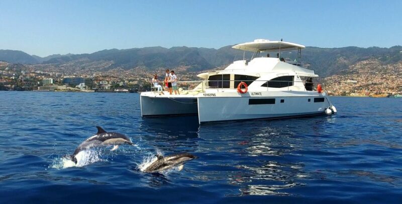 All Inclusive Whale and Dolphin Watching Luxury Tour - An In-Depth Look at the Madeira Whale and Dolphin Tour