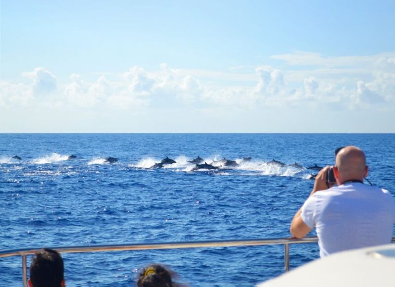 All Inclusive Whale and Dolphin Watching Luxury Tour - Frequently Asked Questions