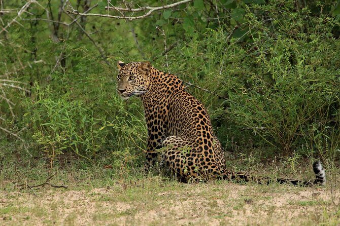 All Inclusive Wilpattu National Park Day Tour From Anuradhapura - All Inclusive Wilpattu National Park Day Tour From Anuradhapura: A Genuine Wildlife Adventure