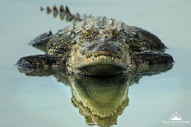 All Inclusive Wilpattu National Park Day Tour From Anuradhapura - Key Points