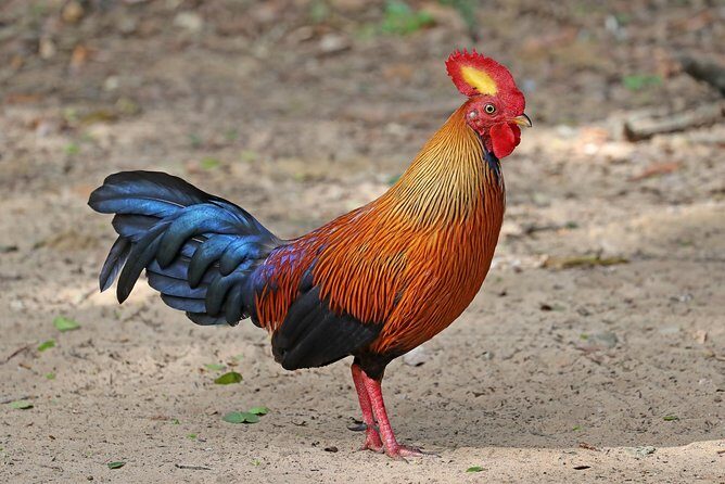 All Inclusive Wilpattu National Park Day Tour From Anuradhapura - Who Should Consider This Tour?