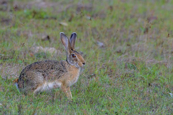 All Inclusive Wilpattu National Park Day Tour From Anuradhapura - FAQ
