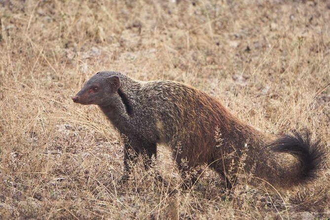 All Inclusive Yala National Park Jeep Safari from Colombo - Authentic Experiences and Real Guest Feedback