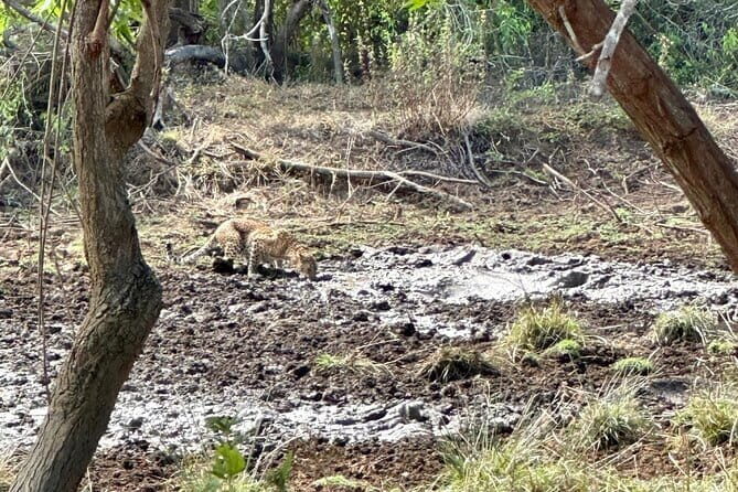 All Inclusive Yala/Udawalawa Safari From Ella, Mirissa,Hiriketiya - Key Points