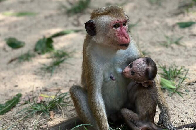 All Inclusive Yala/Udawalawa Safari From Ella, Mirissa,Hiriketiya - The Sum Up: Why Choose This Safari?