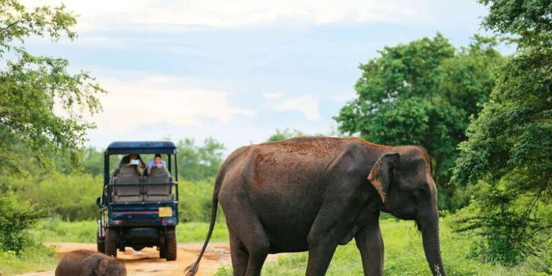All inclussive Udawalawa National Park Safari From Colombo - All-Inclusive Udawalawe National Park Safari From Colombo