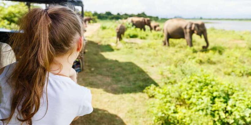 All inclussive Udawalawa National Park Safari From Colombo - Key Points