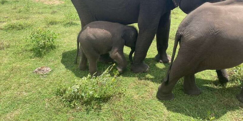 All inclussive Udawalawa National Park Safari From Colombo - The Experience in Detail: What Makes It Special