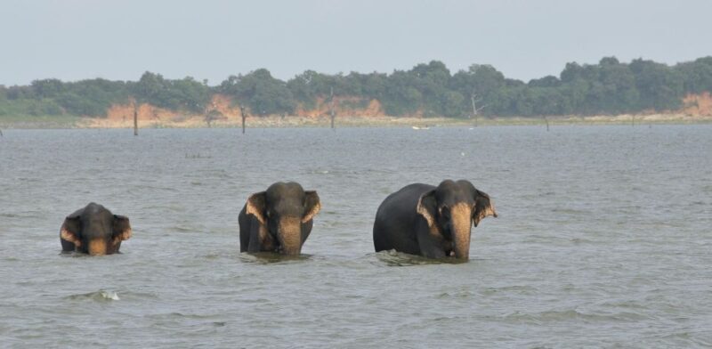 All inclussive Udawalawa National Park Safari From Colombo - Final Thoughts: Is This Tour Right for You?
