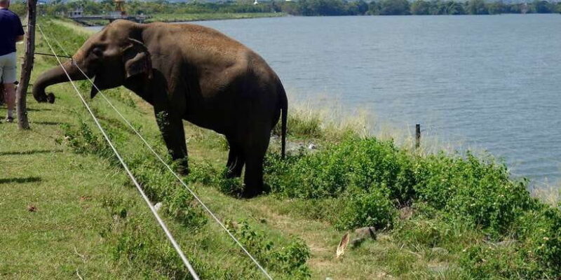 All inclussive Udawalawa National Park Safari From Colombo - FAQ