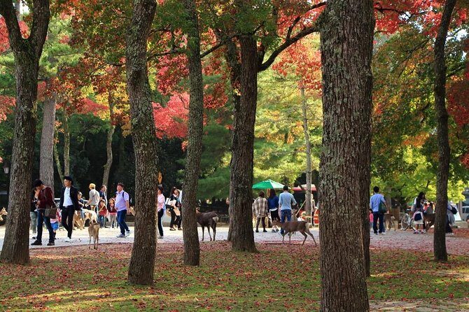 All must-sees in 3 hours - Nara Park Classic Tour! From JR Nara! - The Itinerary in Detail
