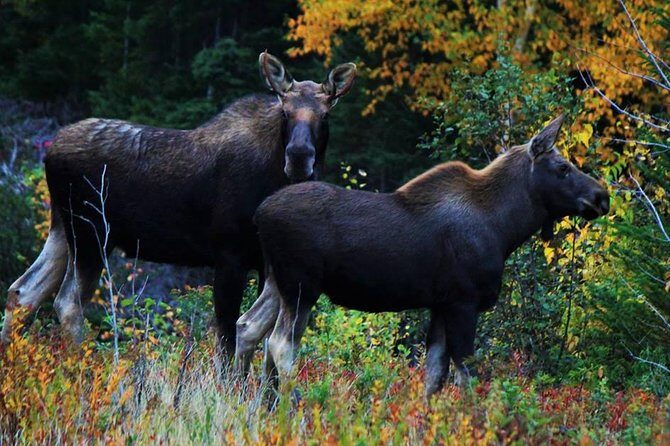 All-Terrain Vehicle Tour in Trinity Newfoundland and Labrador - Who This Tour Suits Best