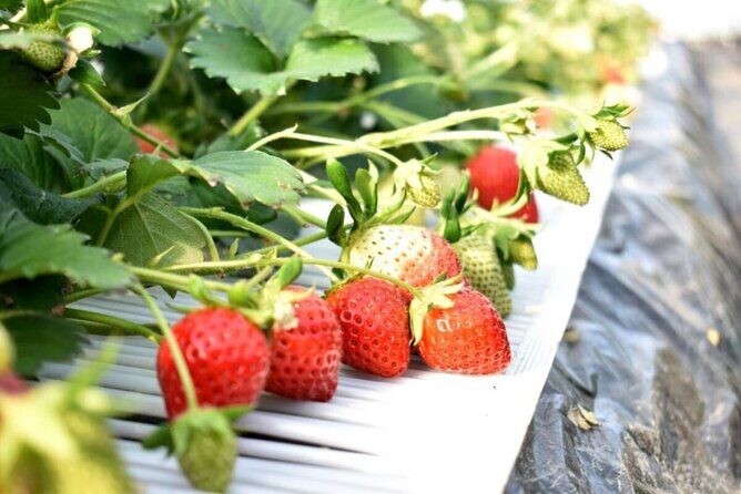 All-you-can-eat picking of organic strawberries in Yamanashi - All-you-can-eat Picking of Organic Strawberries in Yamanashi: A Juicy Japanese Experience