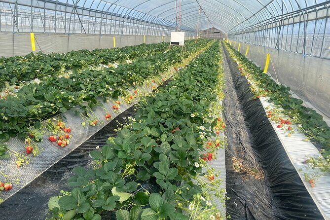 All-you-can-eat picking of organic strawberries in Yamanashi - Key Points