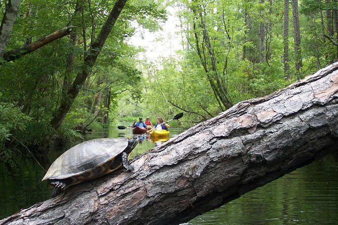 Alligator River Kayak Adventure - Key Points