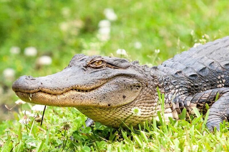Alligator Swamp Tour by Gray Line New Orleans - A Deep Dive into the Alligator Swamp Tour Experience