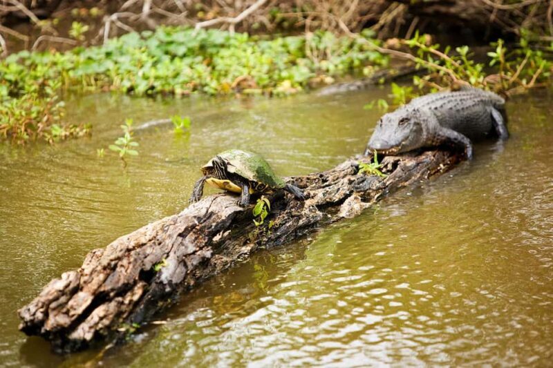 Alligator Swamp Tour by Gray Line New Orleans - Who Is This Tour Best For?