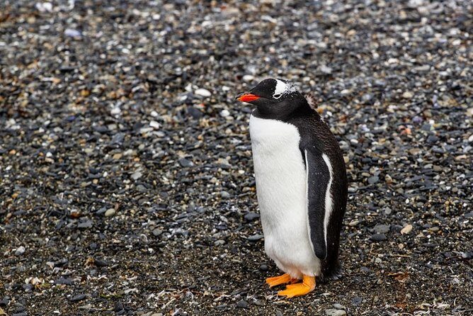 Almanza Port Tour with Lunch - Authentic Perspectives from Travelers