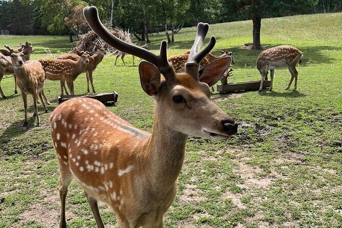 Almaty City Tour Green Bazaar Iconic City Routes and Kok Tobe - An In-Depth Look at the Almaty City Tour