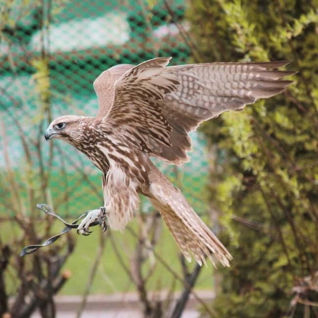 Almaty: Falconry show and Big Almaty Gorge - Final Thoughts