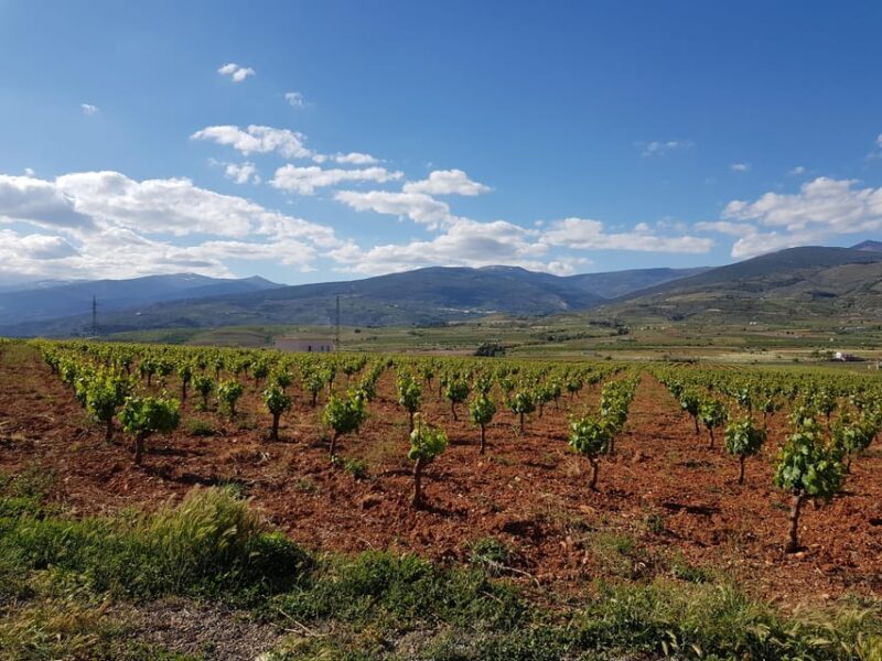 Almería: Wine tour and tasting in Organic Winery - Who Should Consider This Tour?