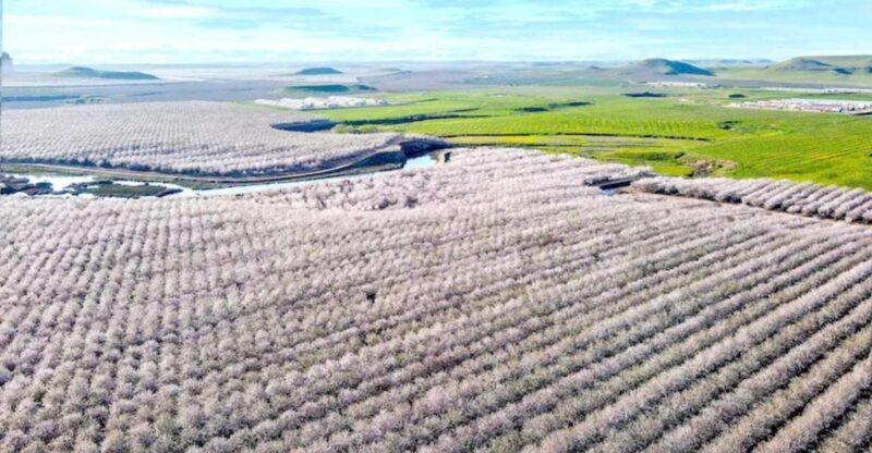 Almond Bloom Adventure: Nature's Art - Audio Driving Tour - Key Points