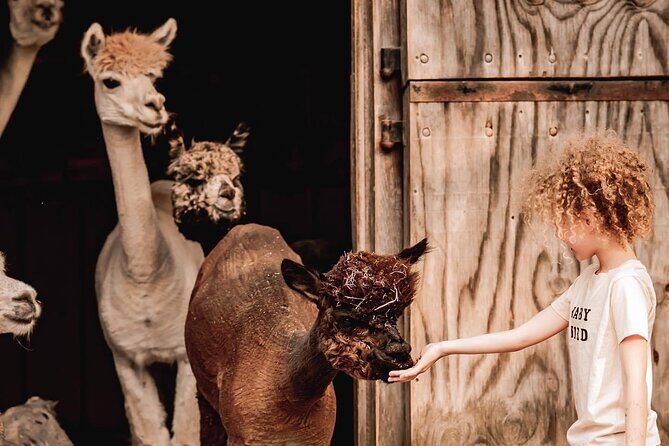 Alpaca and Llama Encounter with Guided Walk - Discover the Alpaca & Llama Encounter with Guided Walk in New Jersey