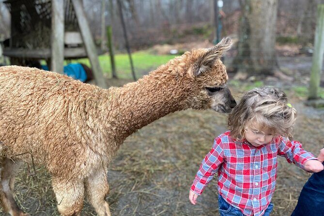 Alpaca and Llama Encounter with Guided Walk - Key Points