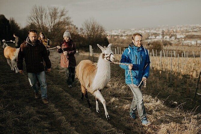 Alpaca and llama hike Moedling near Vienna - Discover the Charm of a Moedling Alpaca and Llama Hike