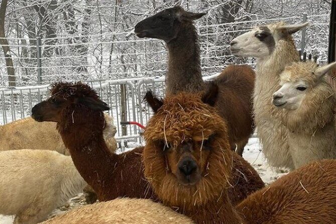 Alpaca and llama hike Moedling near Vienna - Frequently Asked Questions