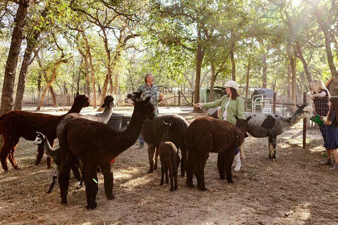 Alpaca Experience Tour - A Closer Look at the Alpaca Experience Tour