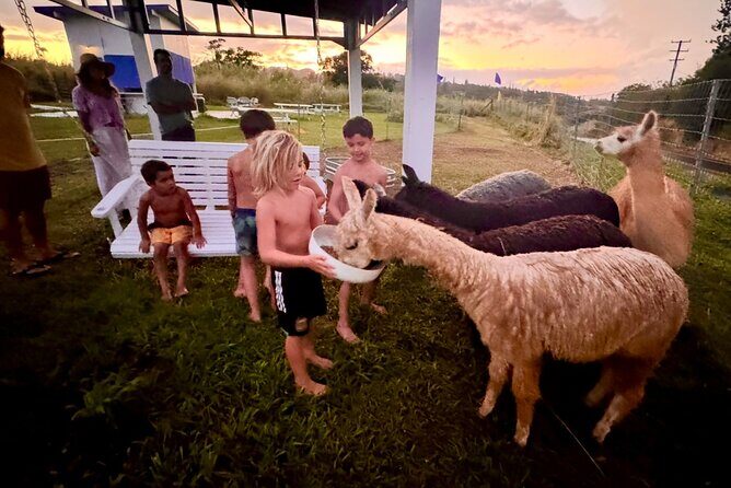 Alpaca Farm Experience on the Road to Hana - The Sum Up: Is the Alpaca Farm Experience Worth It?