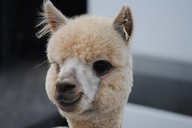 Alpaca Farm Tours with Toffeemont - Discovering the Charm of Alpaca Farm Tours with Toffeemont
