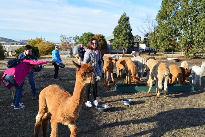 Alpaca Farm Tours with Toffeemont - Who Will Love This Tour?