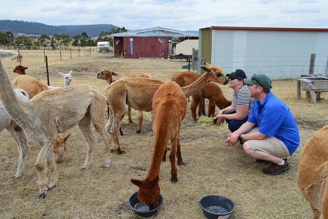Alpaca Farm Tours with Toffeemont - An In-Depth Look at the Alpaca Farm Tour with Toffeemont
