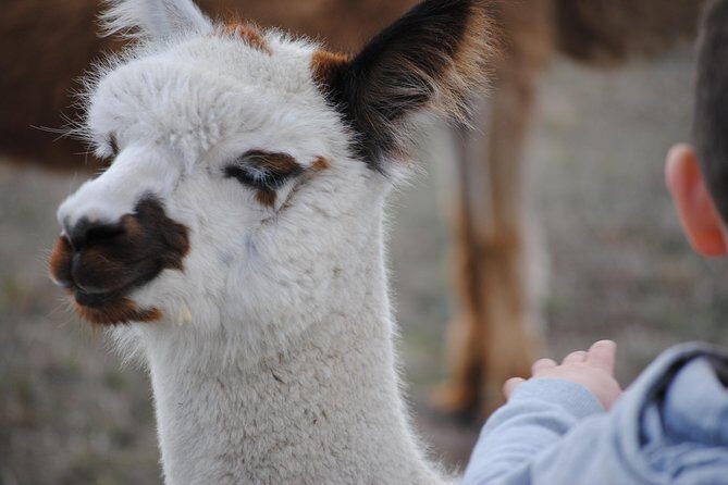 Alpaca Farm Tours with Toffeemont - Who Should Not Miss This?
