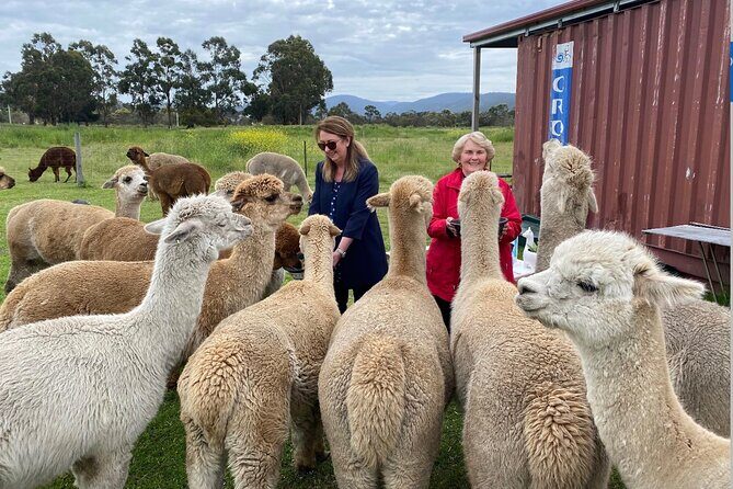 Alpaca Farm Tours with Toffeemont - Final Thoughts
