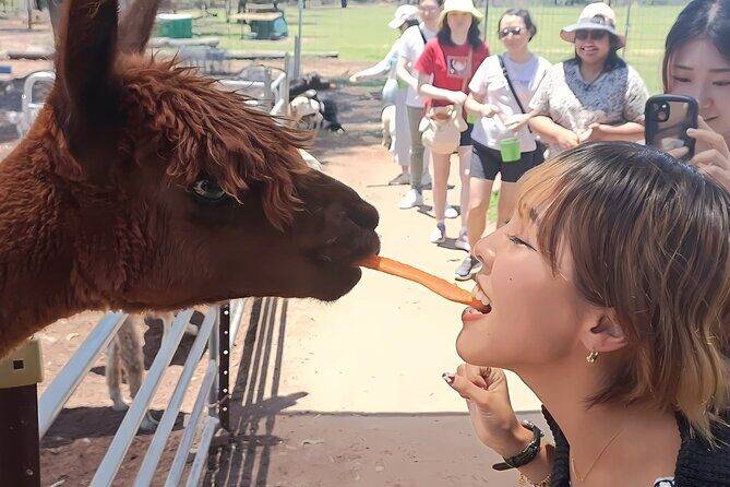 Alpaca Feeding with Wildlife and Nature Park Visit Private Tour - An Honest Look at the Tour Experience