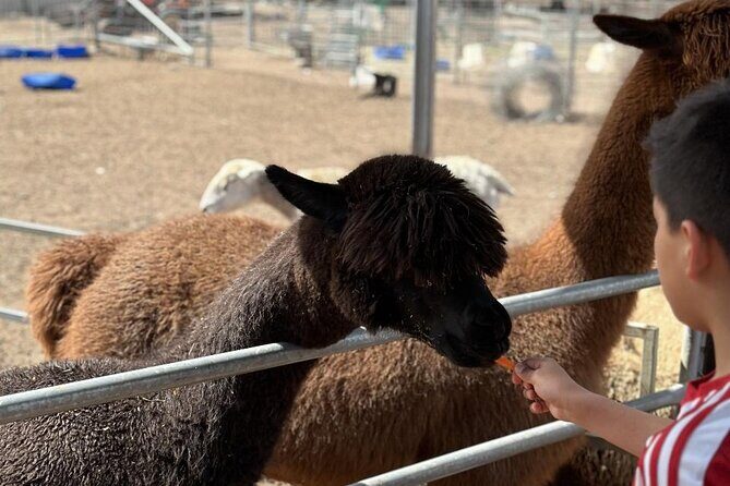 Alpaca Feeding with Wildlife and Nature Park Visit Private Tour - The Practical Side: What to Expect