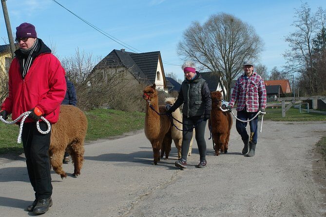 Alpaca hike in the Barnimer Feldmark - Alpaca hike in the Barnimer Feldmark: A Unique Countryside Encounter