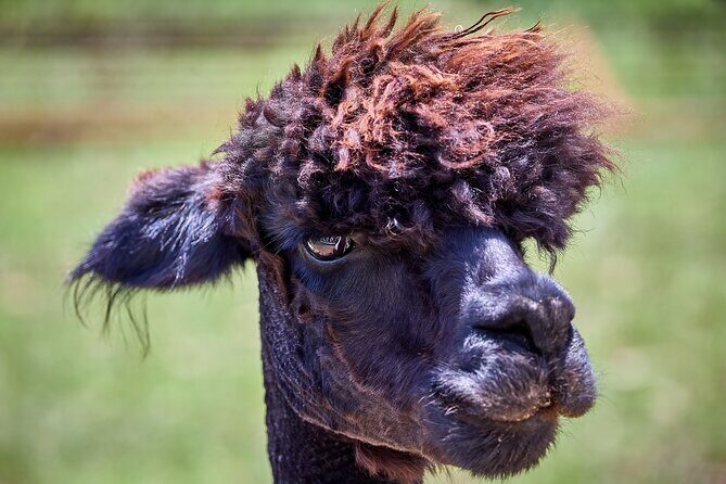 Alpaca Interaction and Wine Tasting - Key Points