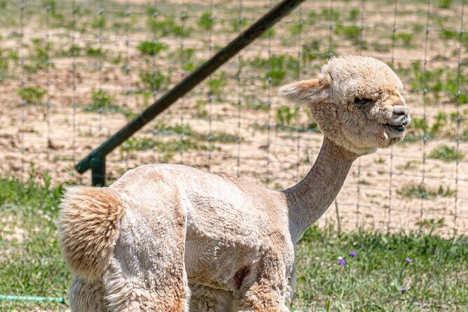 Alpaca Interaction and Wine Tasting - Who Will Enjoy This Tour?