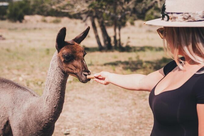 Alpaca Interaction and Wine Tasting - FAQ